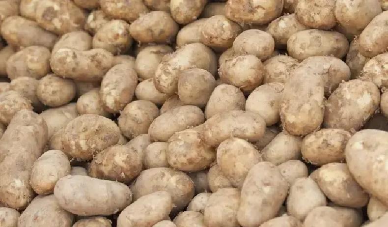 3月2日，土豆市场南北价差拉到夸张的地步，新疆乌鲁木齐卖到2.10元/斤，天津辽