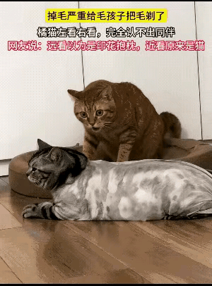 "真是惊呆了！"女子家里养了两只猫咪，因为狸花猫掉毛非常严重，于是她就给狸花猫身
