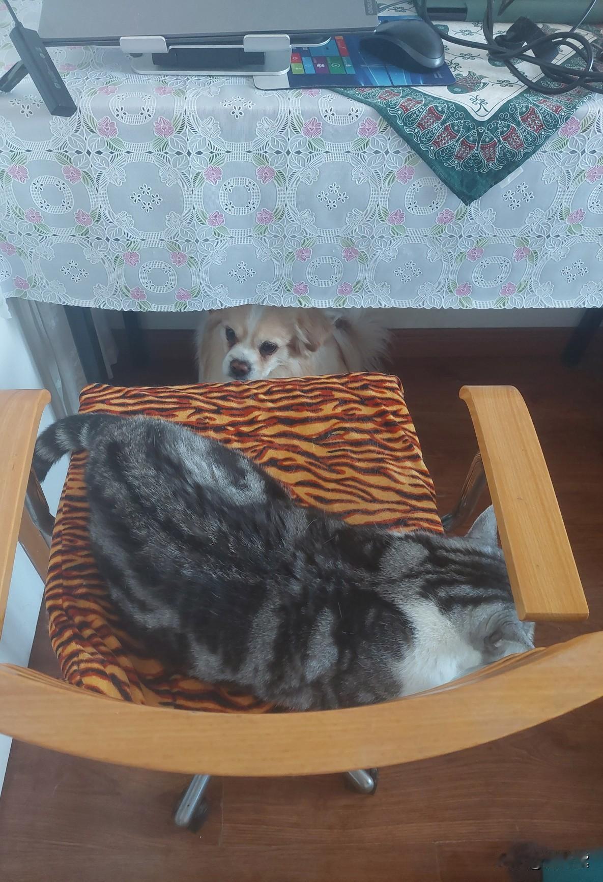 这段期间，每天美短猫素娜就占据着我的椅子，我要是用电脑，就得把它赶走，重点不是赶