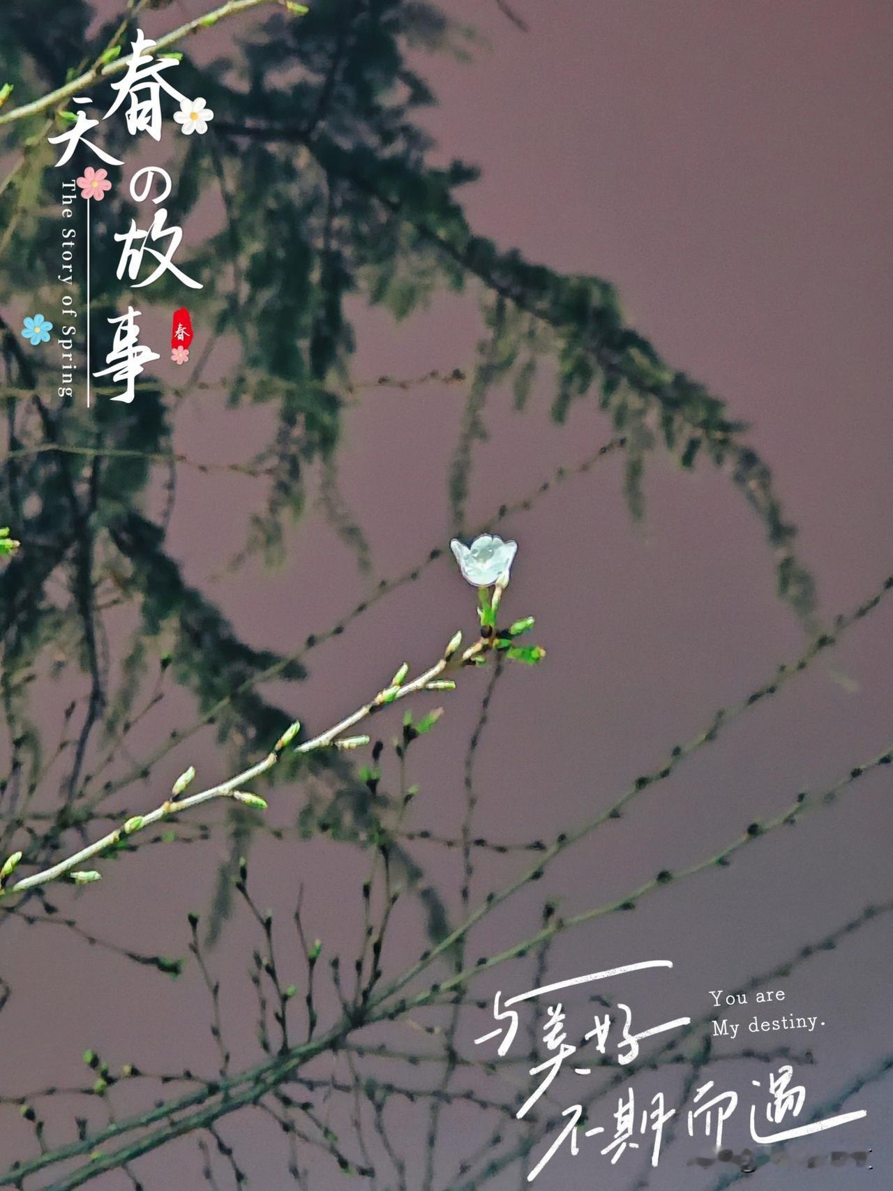 定格
前晚，又是个雨夜，春雨四处悬挂晶莹的水珠到樱花树上。樱花树上也长满了细小的