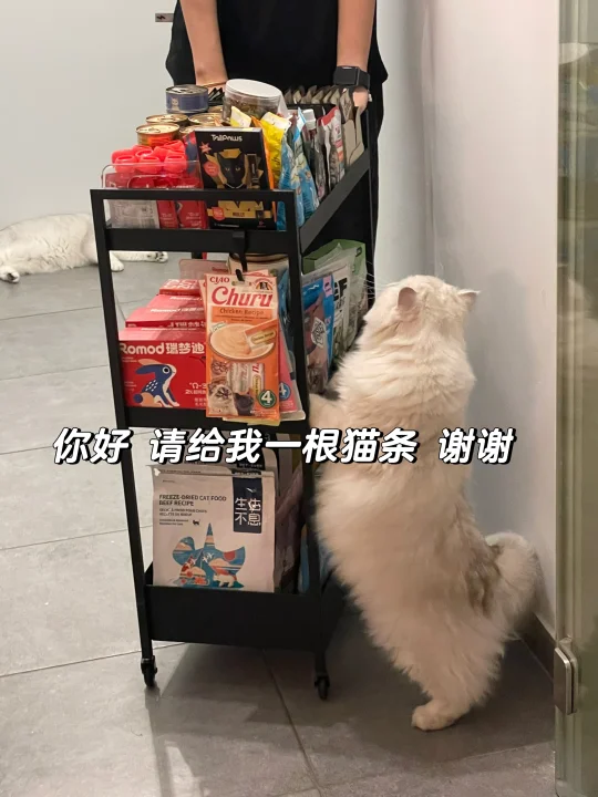 猫咪零食小推车🛒
