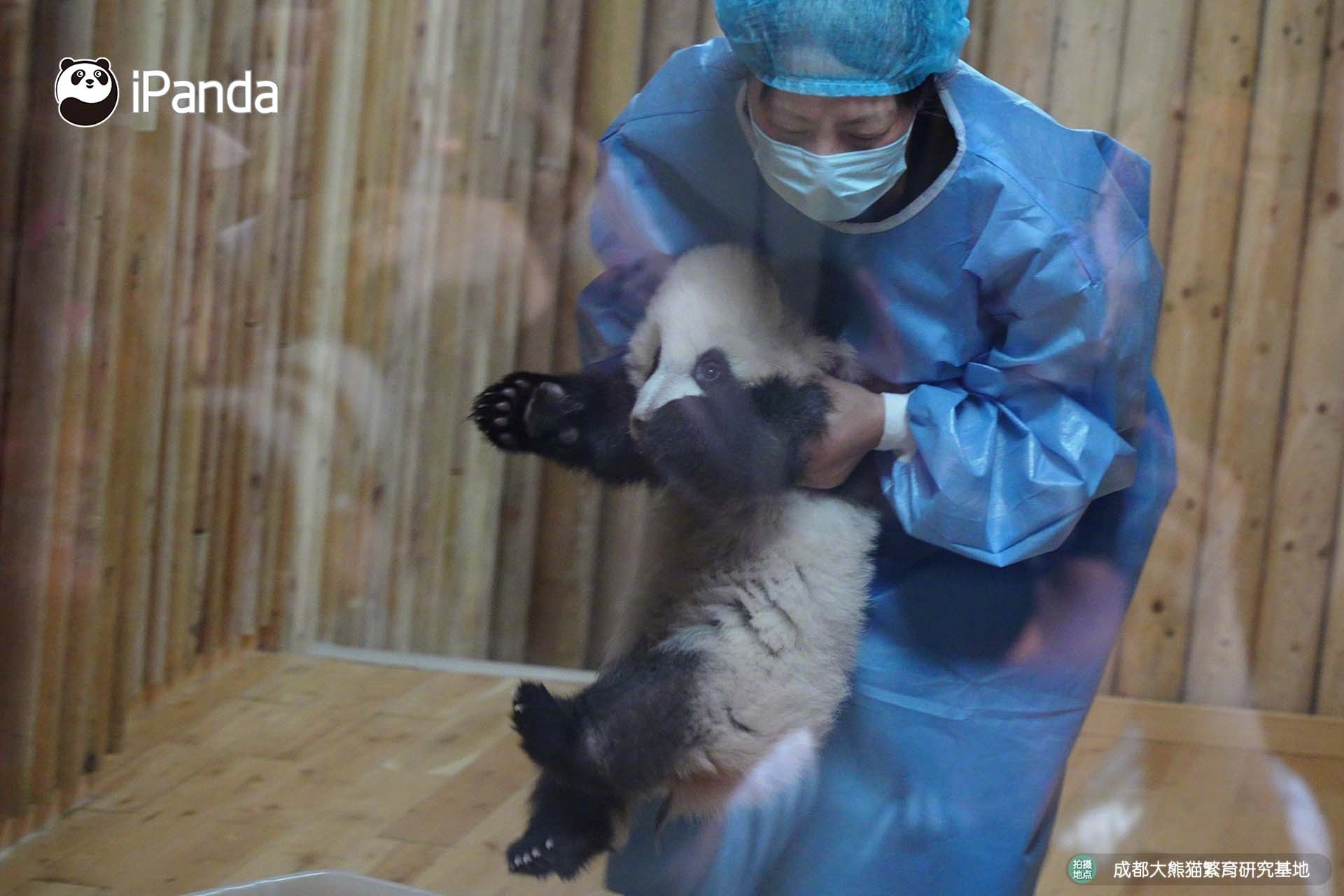 【熊猫基地2026级新生幼崽首次展出】新生熊猫幼崽的第一次营业照片来啦～懵懵的小