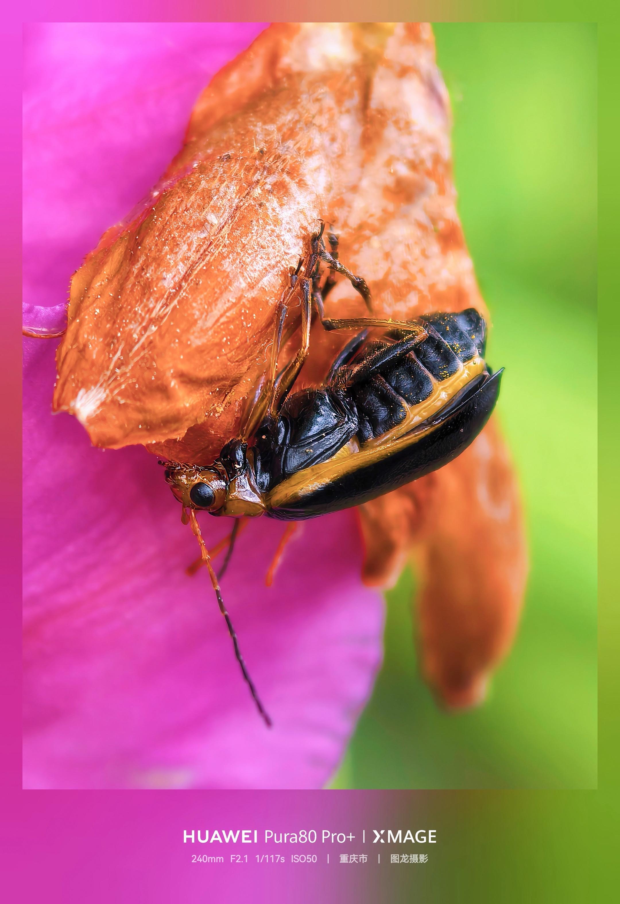 又到了疯狂拍虫的季节！蹲在草丛里，腿都蹲麻了，就为了抓拍这些小家伙们的...