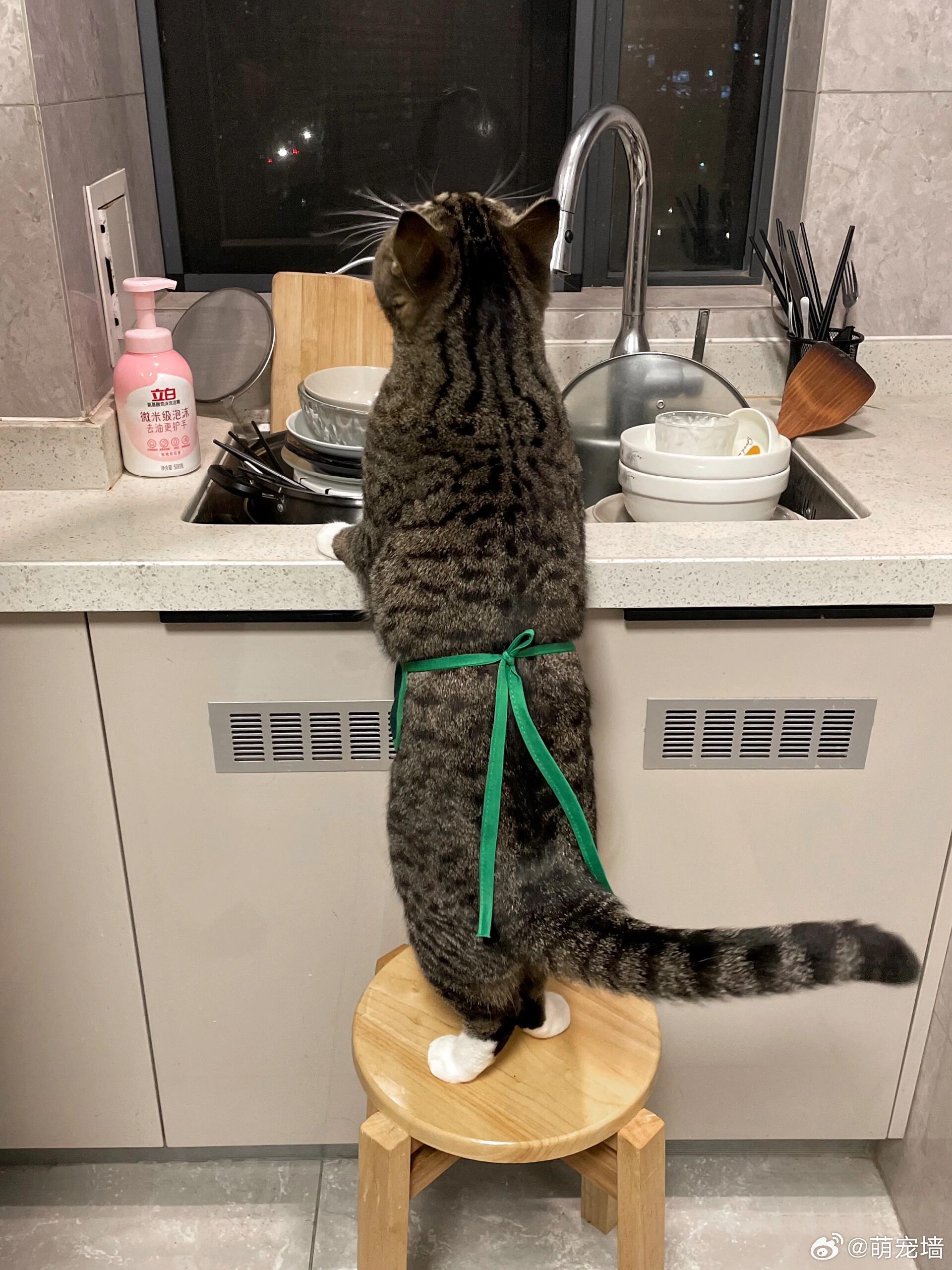 这年头愿意主动做家务的猫咪不多了！！！大学生毕业做保洁半年挣回四年学费大学毕业后