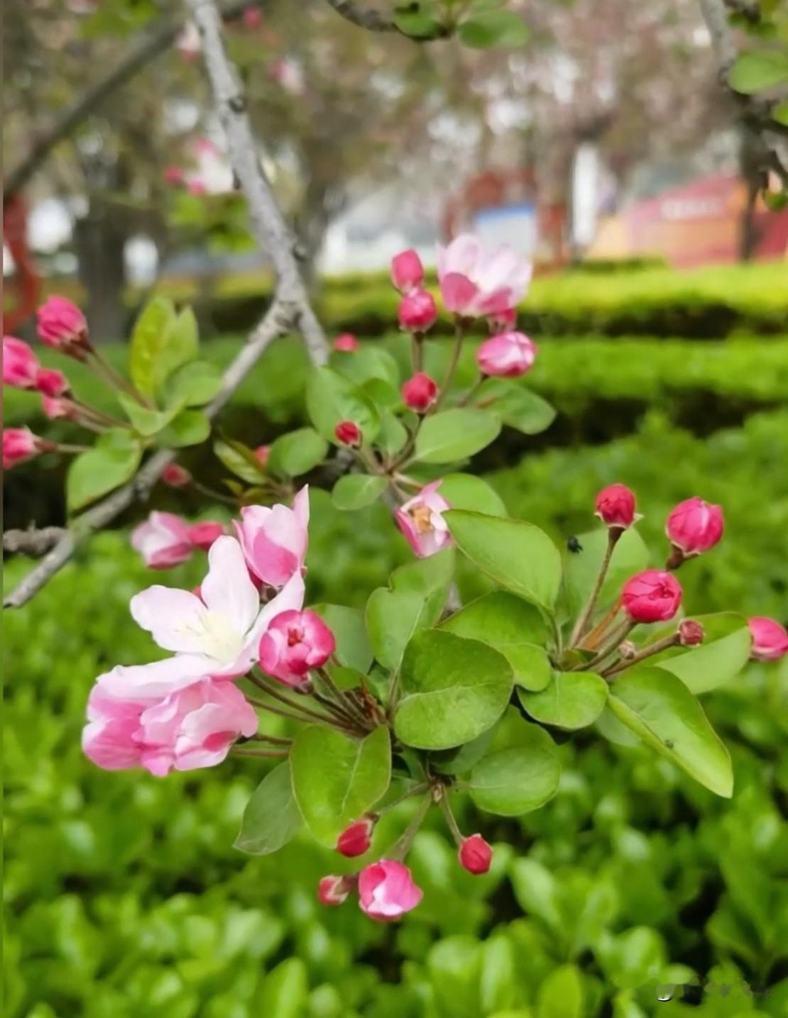 一句诗词形容春天美景春色满园，花香四溢，春天的气息唤醒了沉睡的心灵。