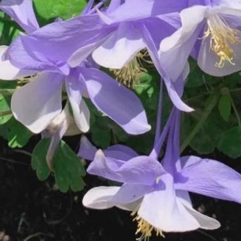 种植 🥀耧斗菜种植时间和方法一、种植时间耧斗菜的种植时间一般在春季或秋季。春季