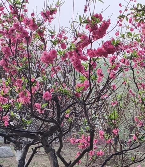 翻到相册里春天桃花朵朵开的照片！