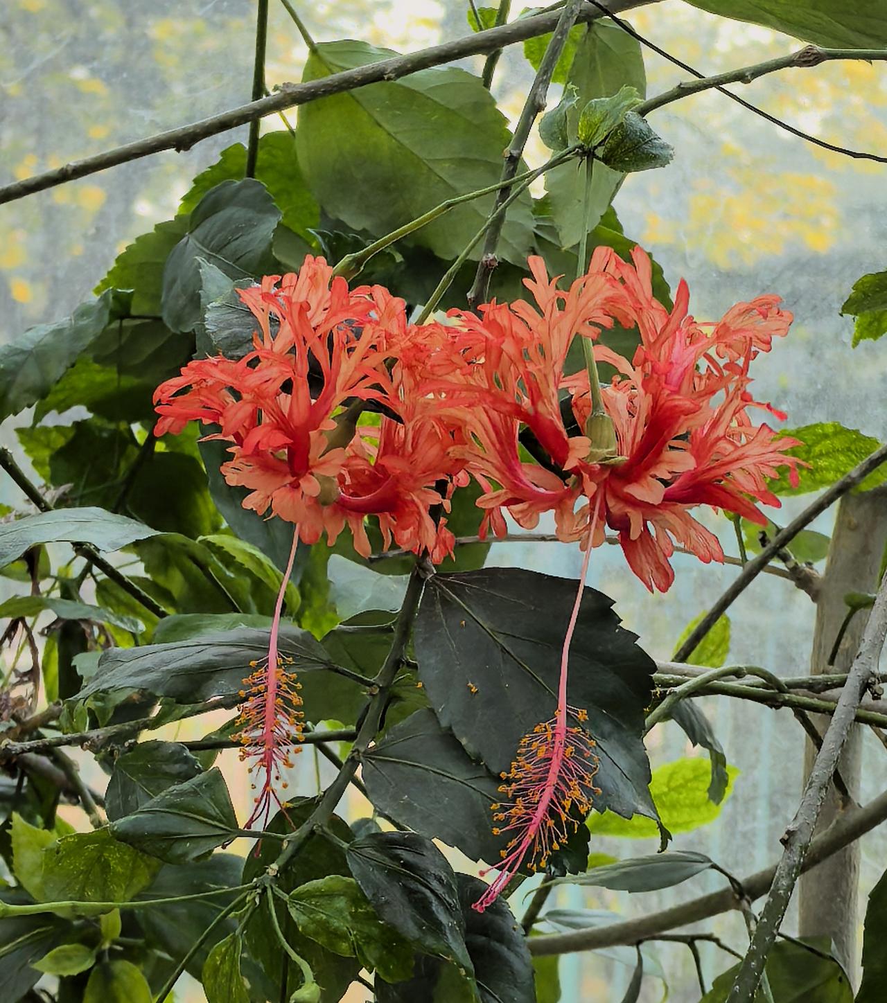 能否分享一张你拍的花卉照片灯笼🏮扶桑（国家植物园南苑温室）