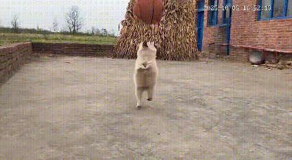 什么NBA，
什么CBA，
什么村BA都不好使，
你看我这，
咋样？
我看我这是