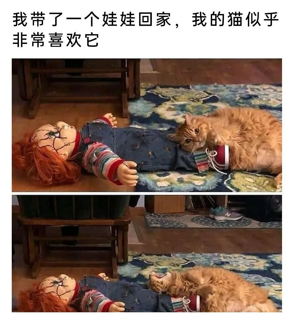 小猫不怕 ​​​
