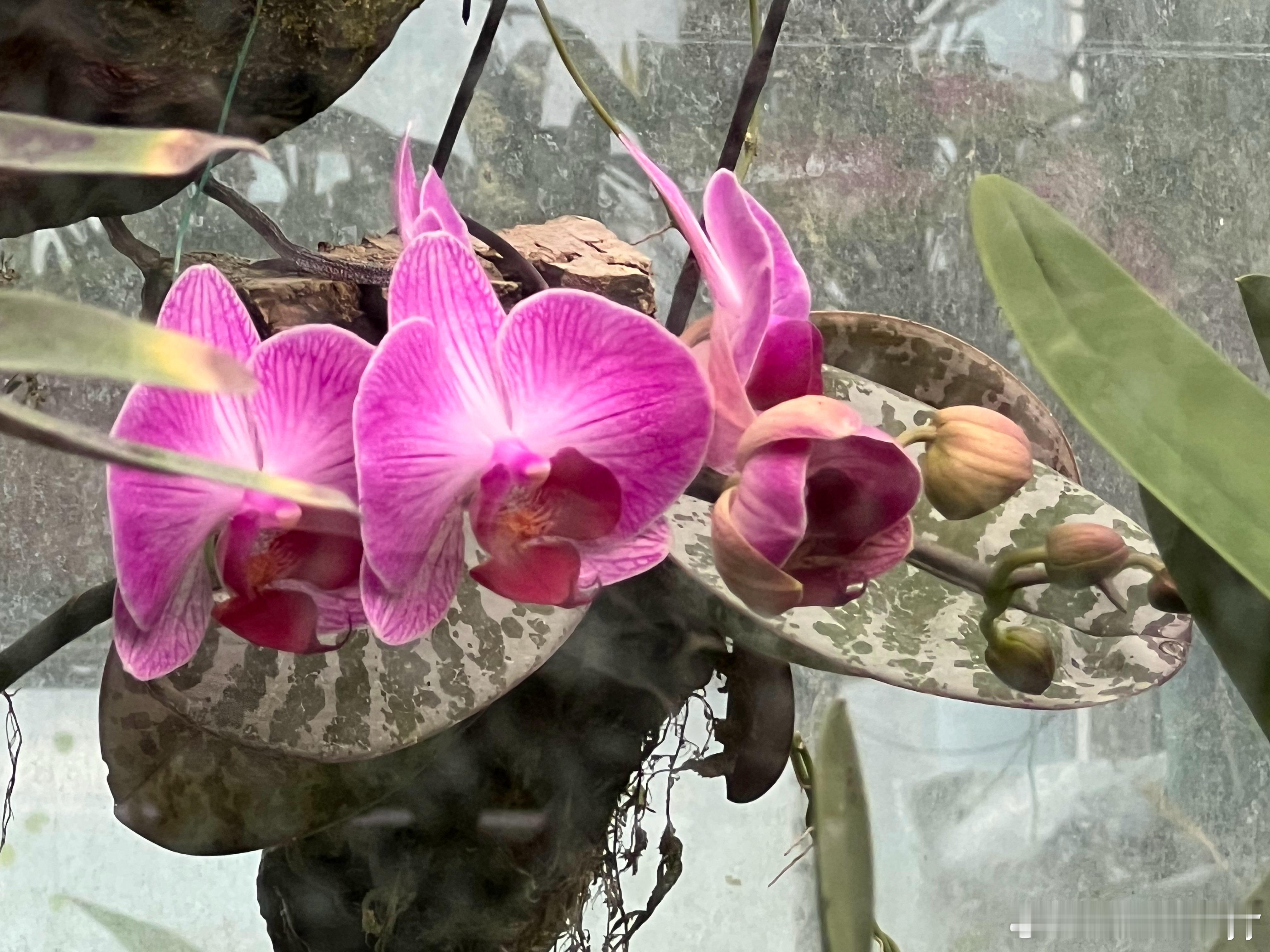 广州华南植物园美丽的兰花展。 ​​​