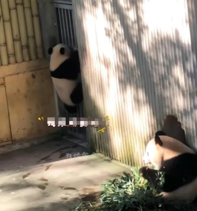 小月亮有样学样，真是非常聪明，学会了妈妈的经典动作——到员工通道外点餐要东西吃！