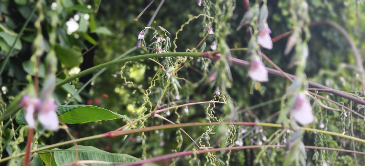 分享一张你拍的花，什么花都行这就是我刚刚拍到的花，我也不知叫什么花，有知道的朋友