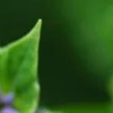 玉竹（小众根茎药材，阳台耐阴盆栽首选）种植方法1. 盆土：腐叶土+园土+河沙=4