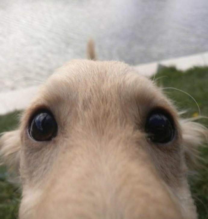 人，注意，你被小狗盯上了 