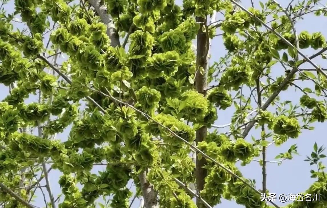 山东济宁泗水民间美食，纯天然无公害榆钱窝窝头。农历二月份又到撸榆钱子的时候了，还