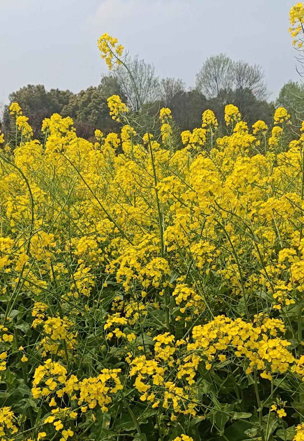黄得耀眼，香得清淡，美得朴素，微风拂过，泌人心扉！漫步田野，往日城市的喧嚣和工作
