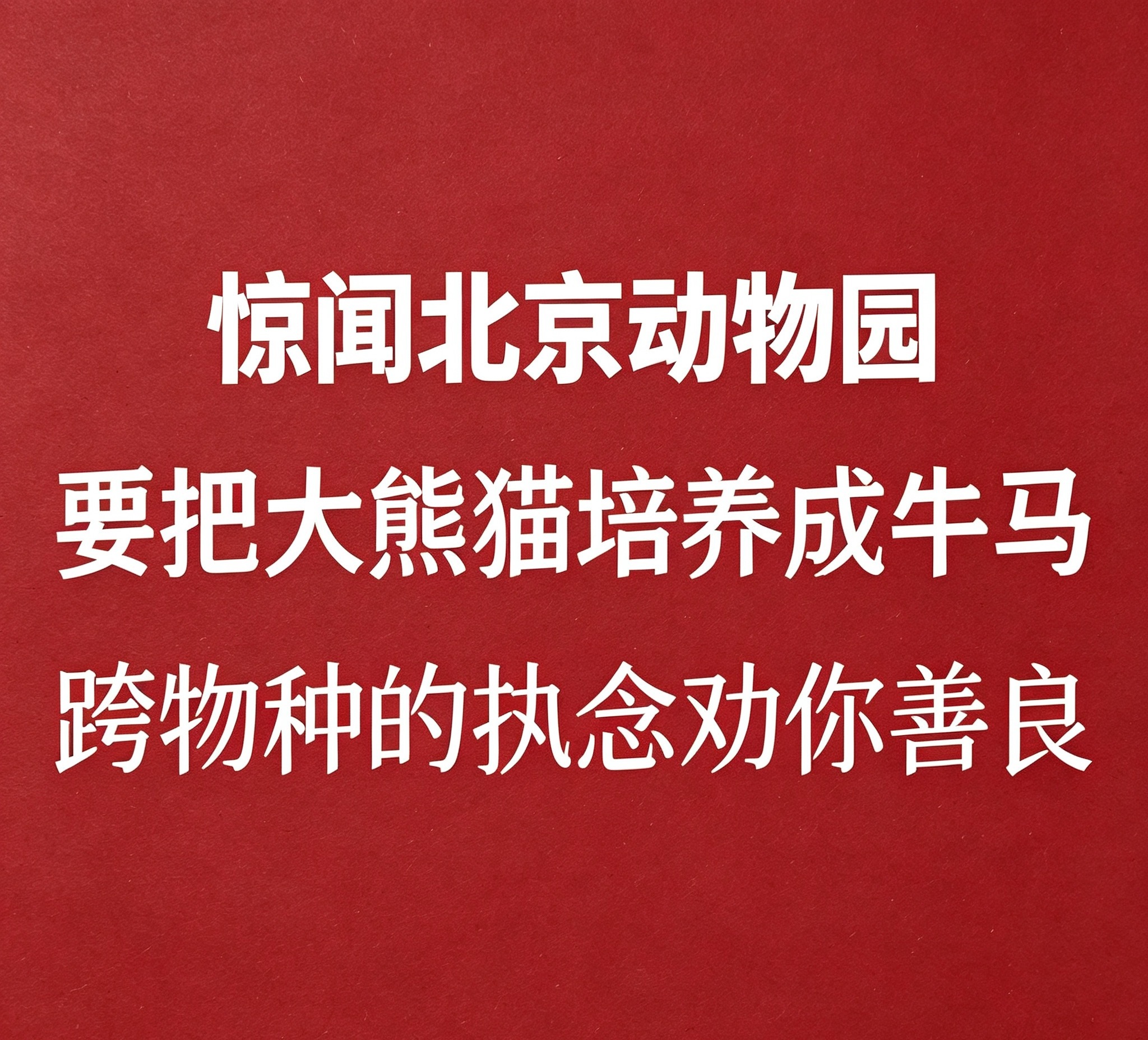 萌兰  展出第五天，还不全天开萌兰内舍的门是吗？！萌兰搬新家 大熊猫萌兰