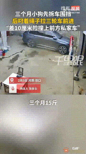 这只小狗太逆天了！河南周口一名女子养了一只小狗，才3个月大，重15斤，但它非常地