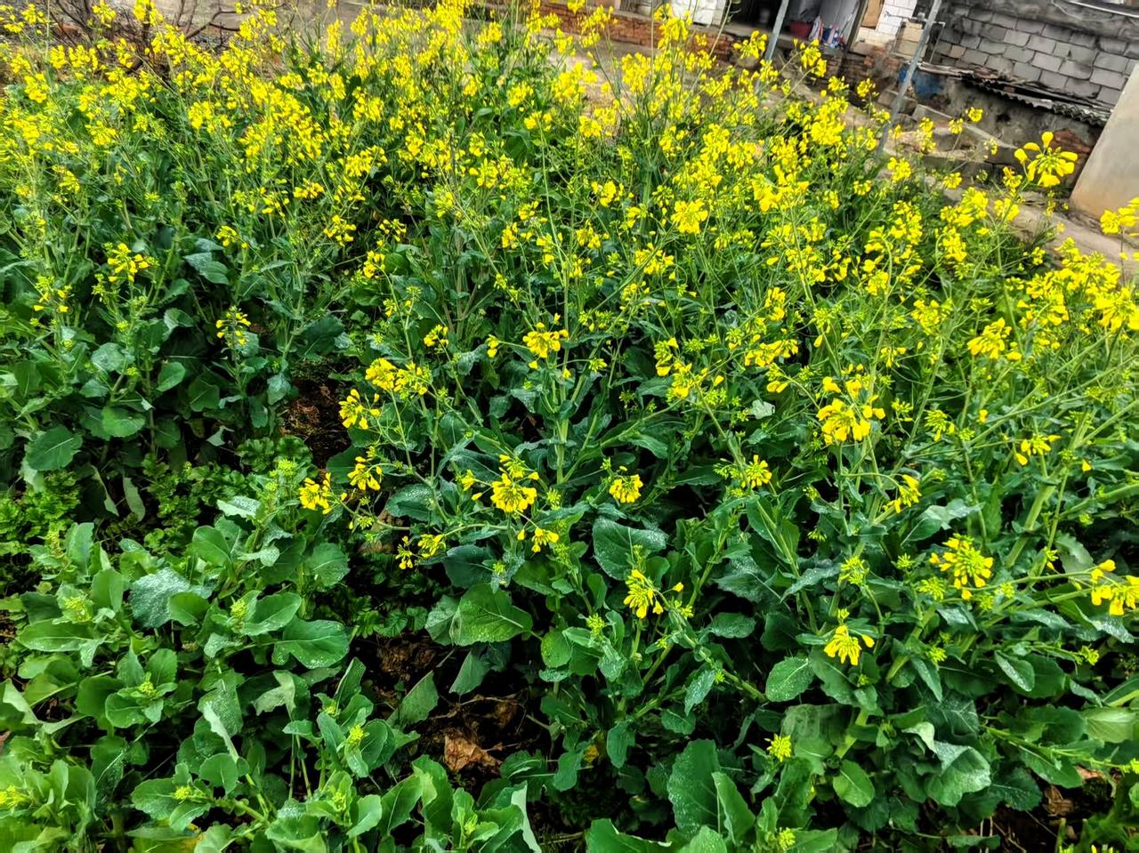 油菜花好看吧！

家人们，快看这一片油菜花！嫩绿的叶子挨挨挤挤，金黄的小花一簇簇