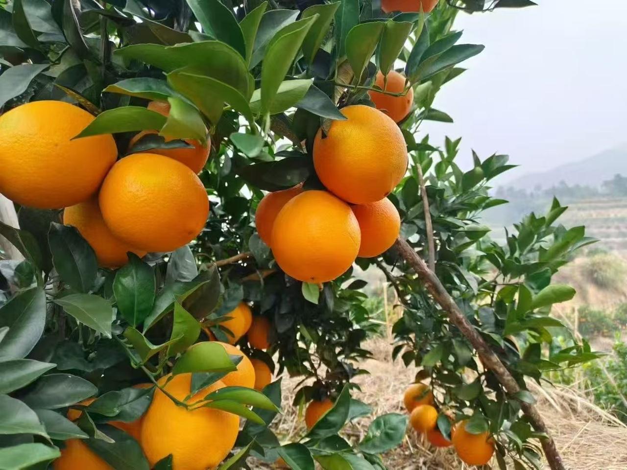 降价通知！自家种的赣南脐橙，为回馈新老客户，限时开启折扣模式！果肉饱满、酸甜恰到