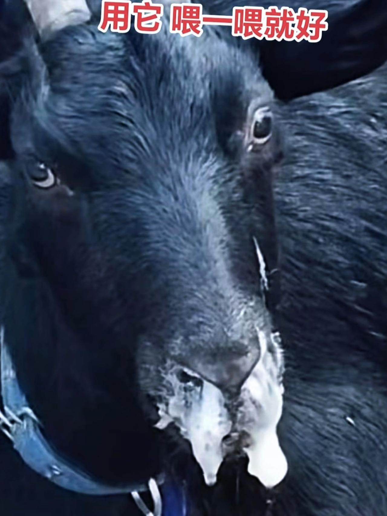 养羊人 农村养羊 养殖人加油