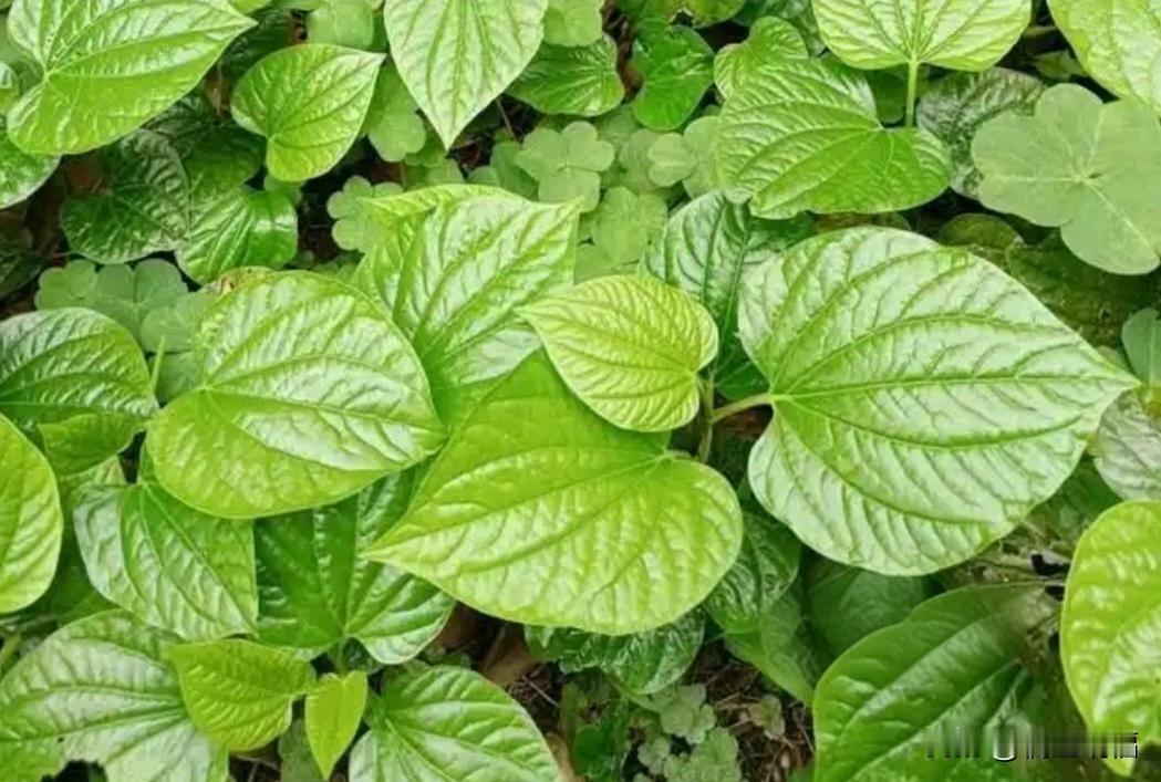 大部分人没吃过这种菜，也有很不人不吃，这个菜拿来做备料，我觉得超好吃，香香的