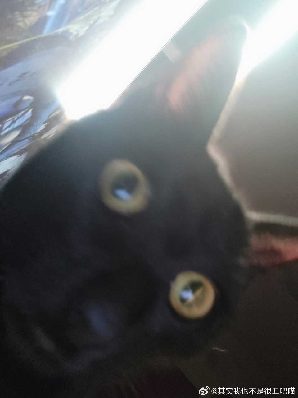 49828【丑猫】英俊的黑猫一枚 