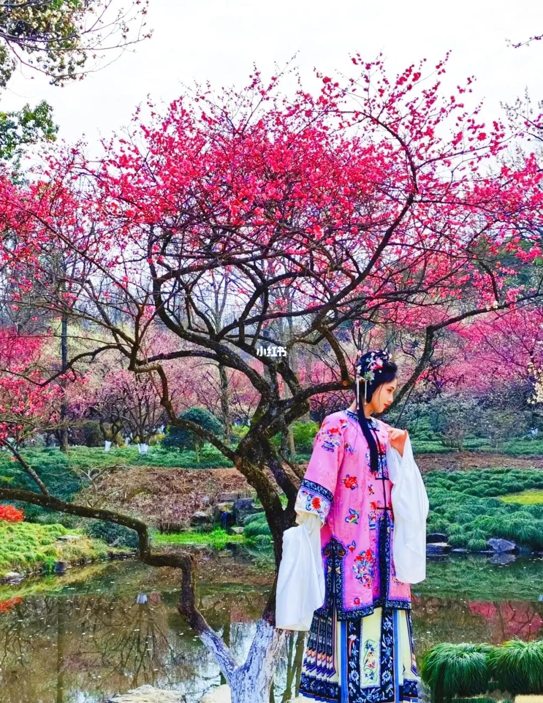 杭州植物园梅花不好看？那是你没找到对的点