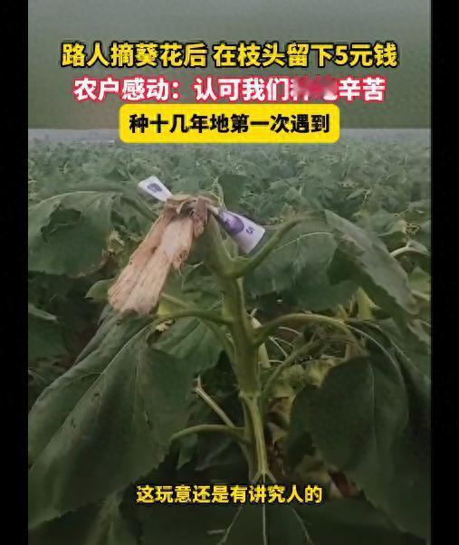 太讲究了！路人摘走农户葵花后，没有扬长而去，而是在枝头留下5元钱，农户大感欣慰，