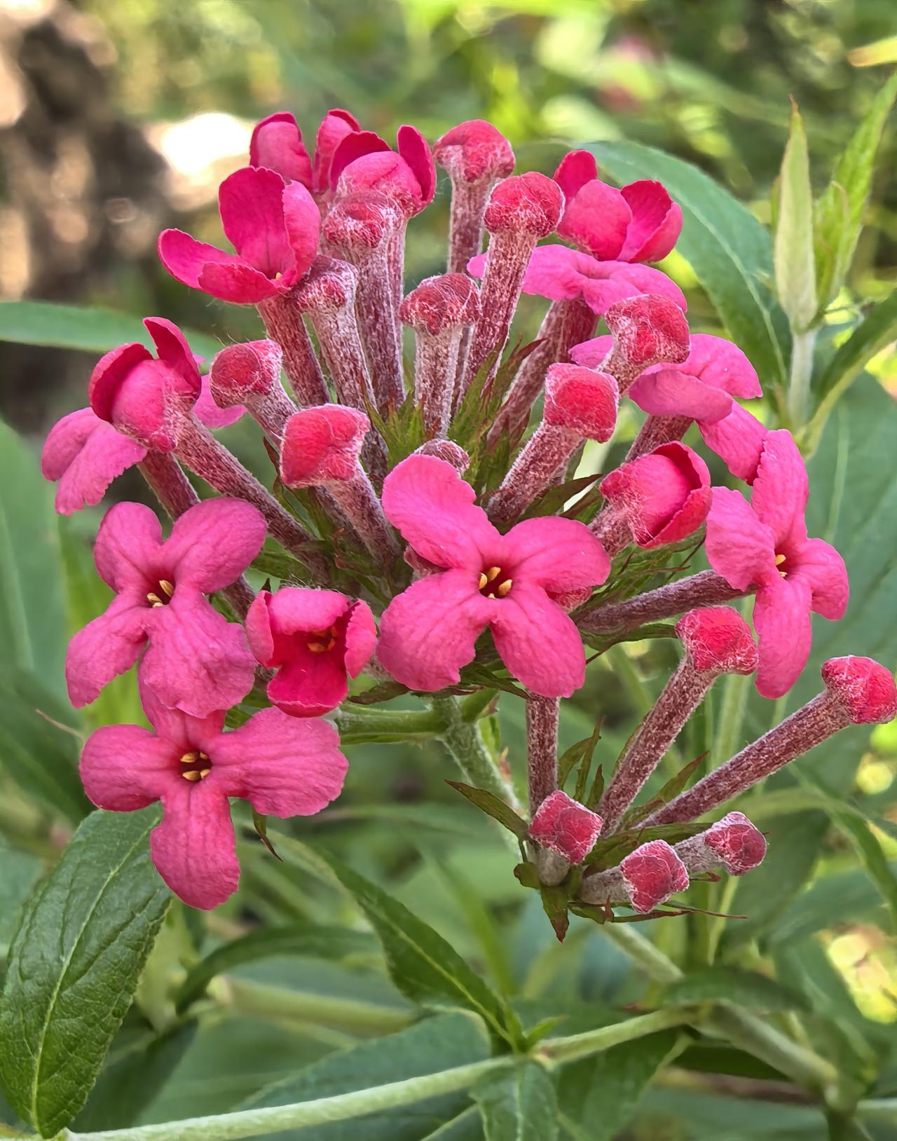 银叶郎德木，不是玫瑰的“巴拿马玫瑰”，兼备‌观叶赏花两相宜的雅韵。
“银叶”并非