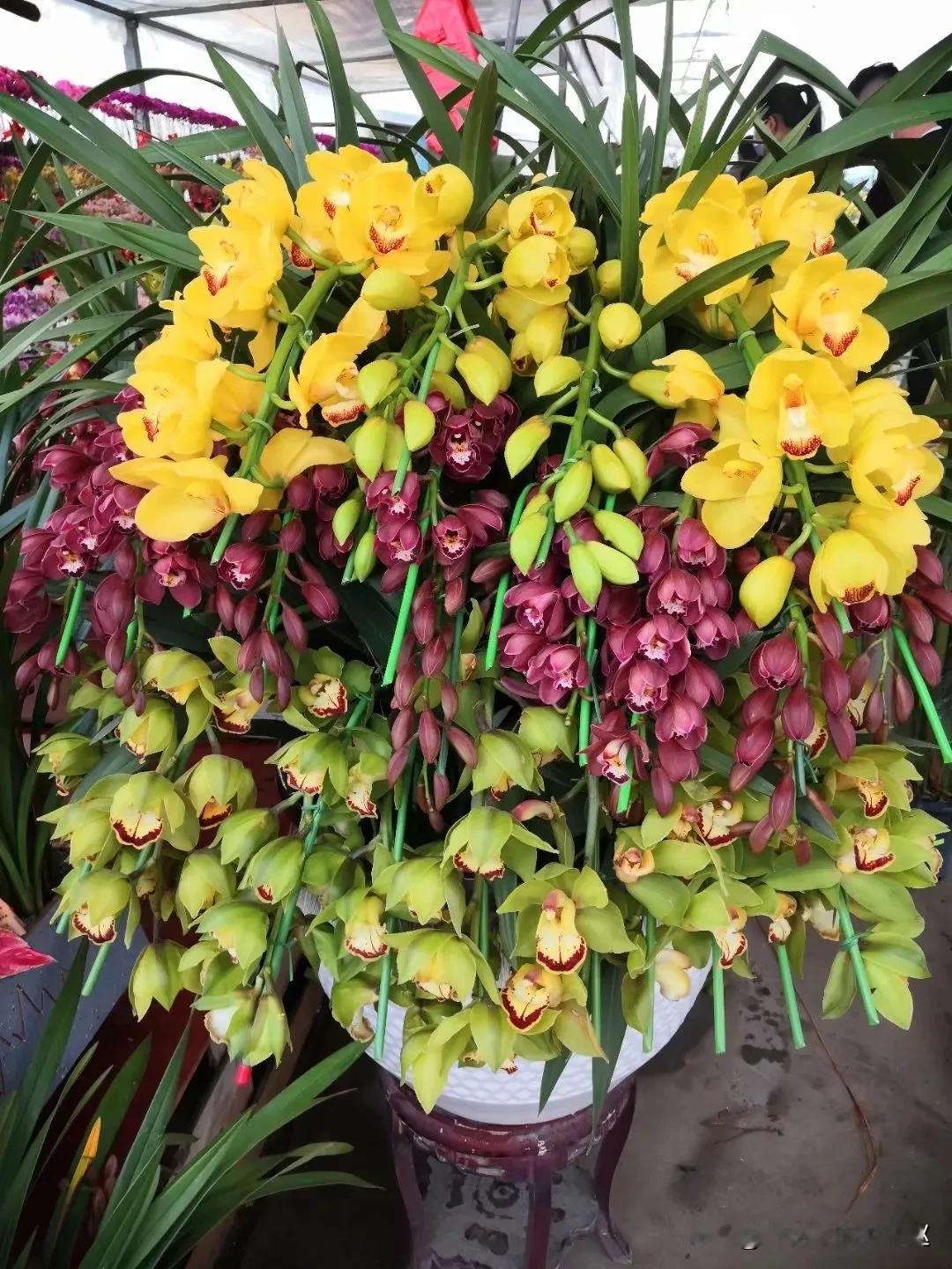 年宵花，这是真的还是假的呢？