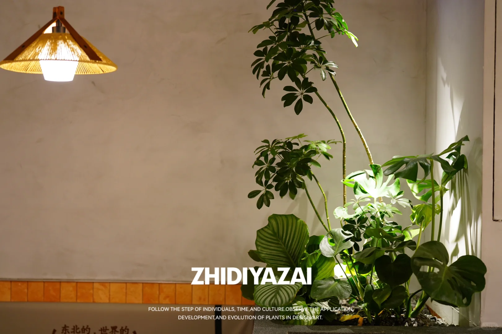 植地雅栽｜锅飘飘室内植物景观设计落地