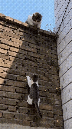 你被猫妈妈的爱温暖到了吗？(๑˘³˘๑)💗