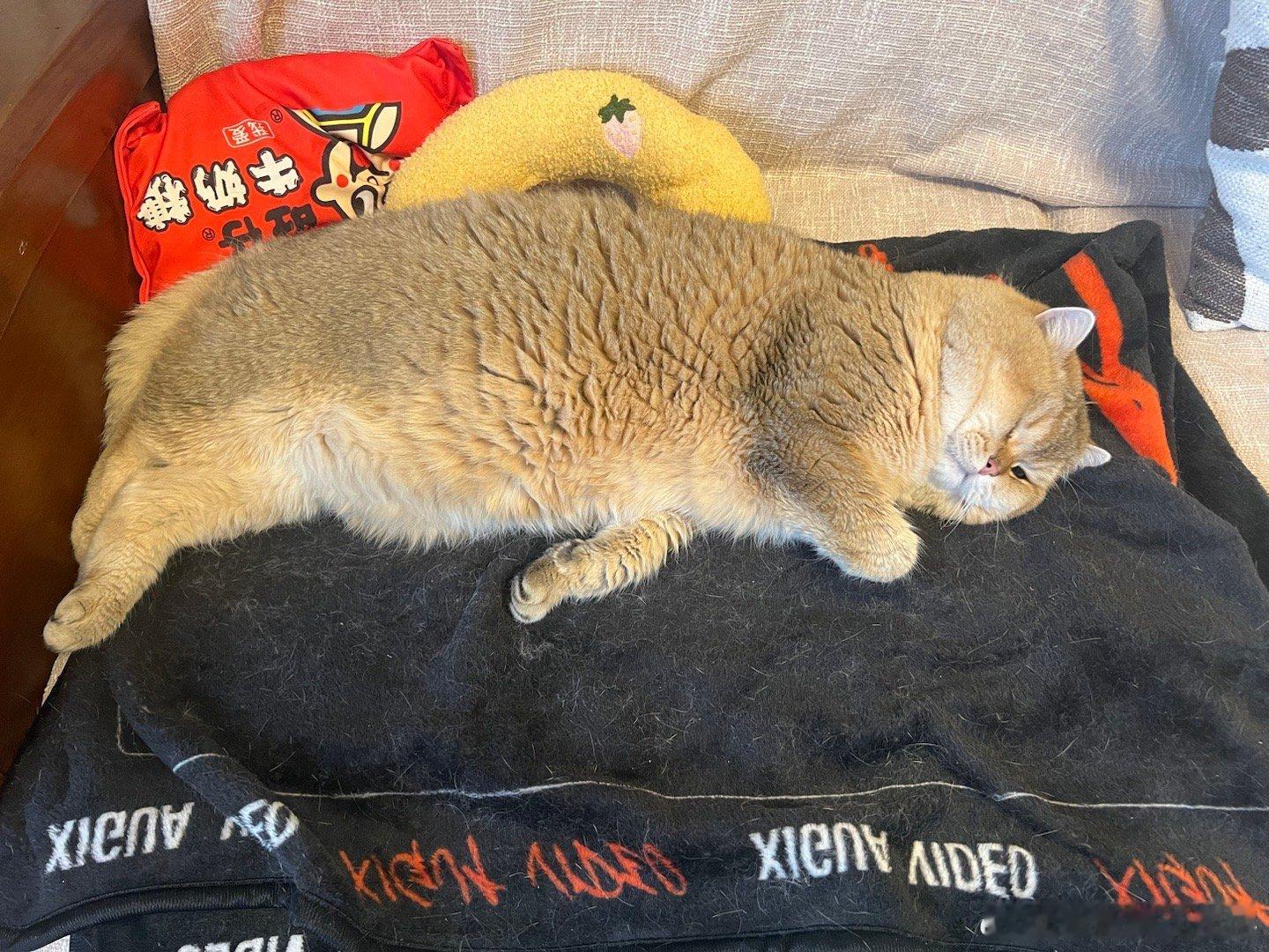 谁还没个摇粒绒猫[鼓掌]#摇粒绒小猫咪##萌宠闹新春# ​​​