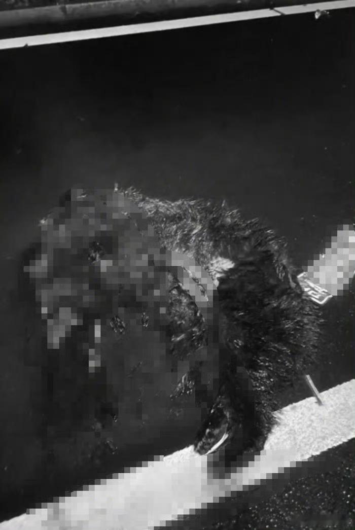 吉林女子驾车不慎撞死一头熊好小众的新闻[允悲]现在生态环境是好了啊，路上能碰倒老