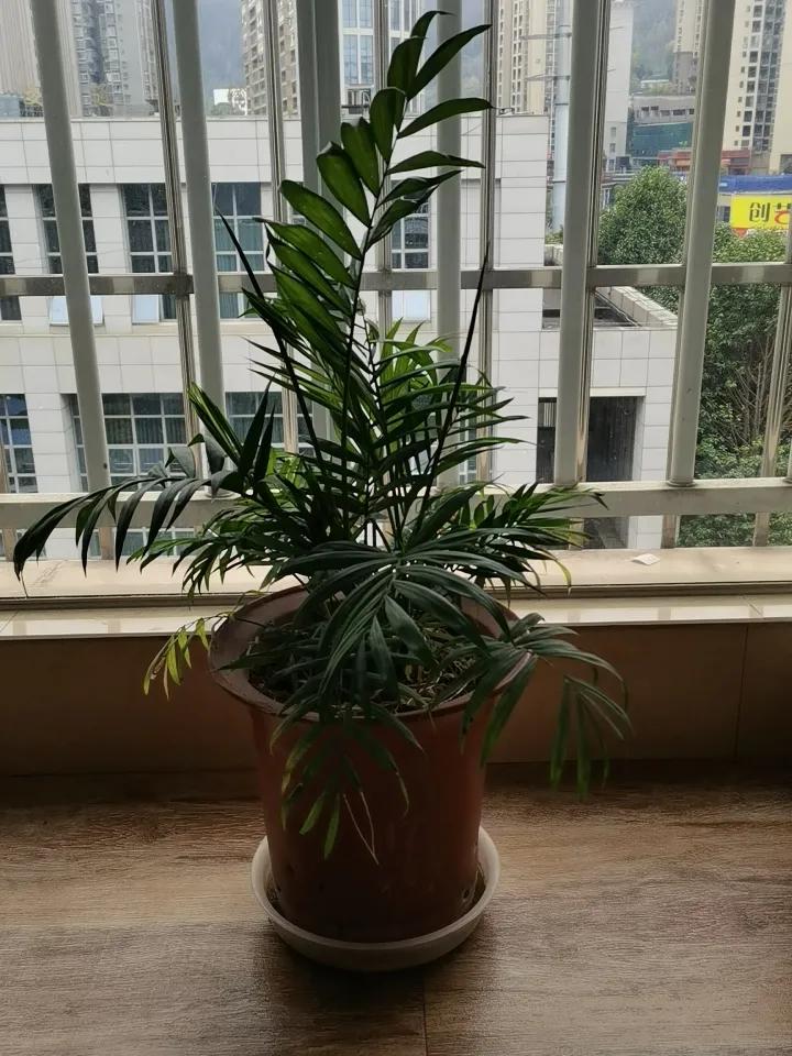 冬日生活打卡季 冬日真是个适合打卡记录生活的季节！就像现在初冬，风景美得很。有天