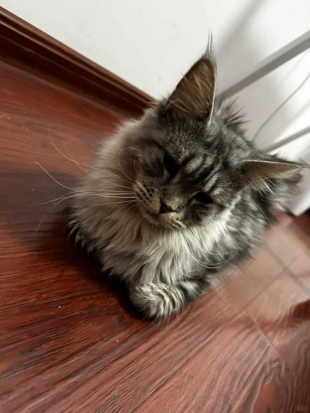 温柔的巨人缅因猫猫香啊