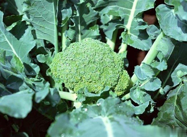 #食养中原[超话]#十字花科蔬菜防这些癌症包括西兰花、菜花、羽衣甘蓝和卷心菜等，