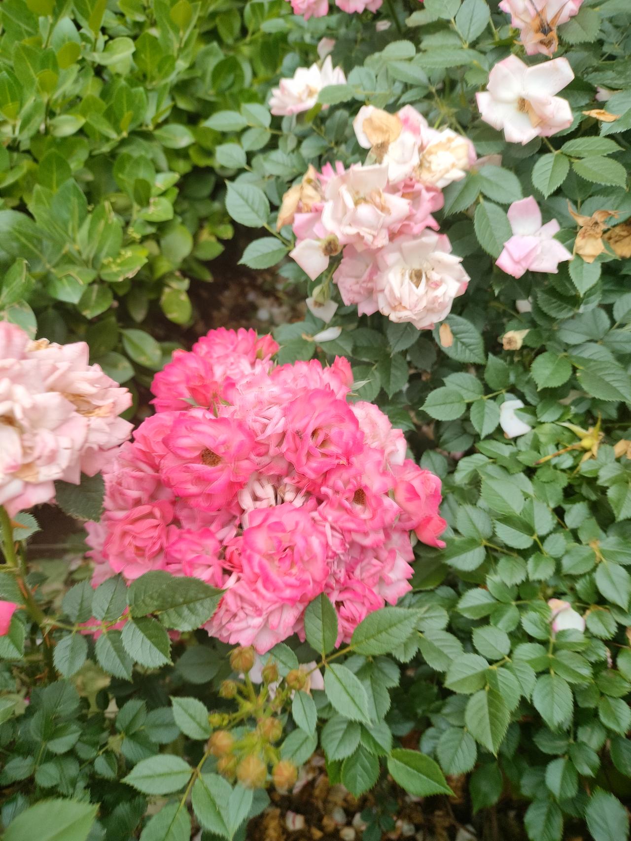 小时候我爸种了好多花，有月季花、万年青、绣球花、石榴，好多品种现在都记不清了。