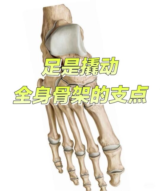 足是撬动全身骨架的支点