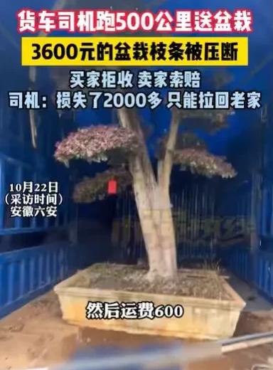 10月22日，安徽六安男子接了一个单，货车司机跑500公里，运一棵盆栽到买主那里