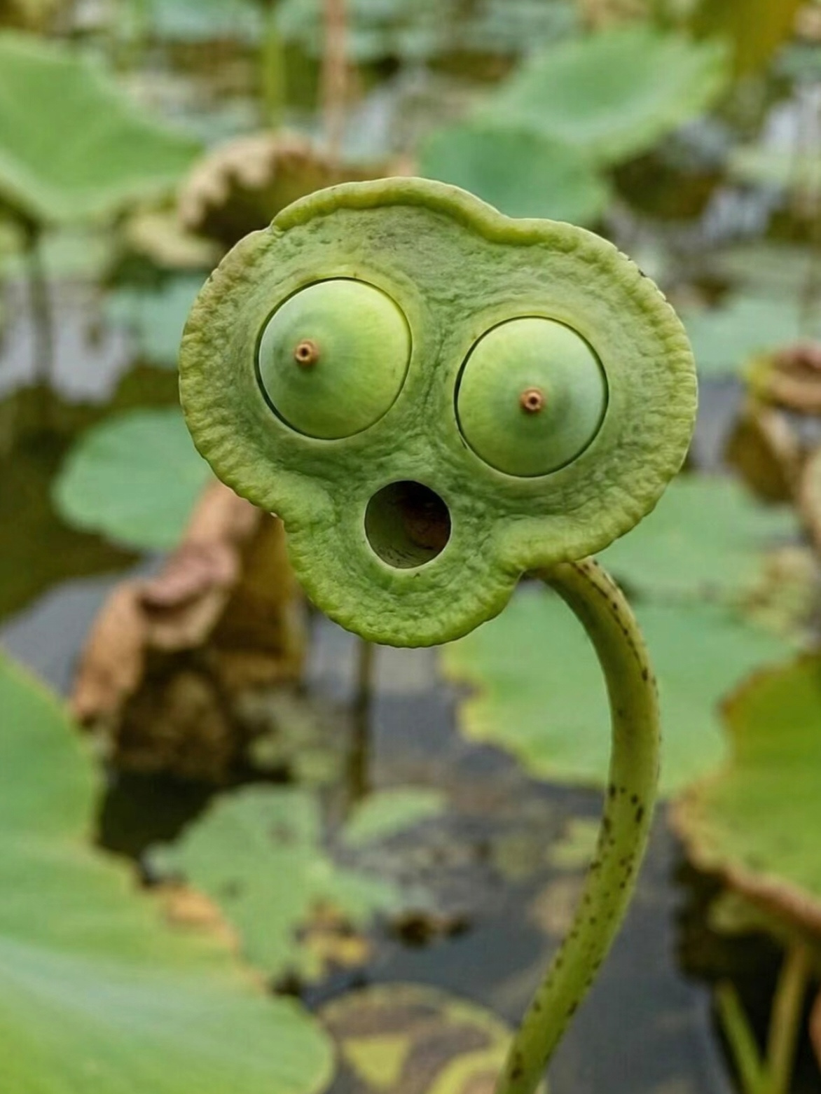 被这莲蓬的表情丑笑了！ 