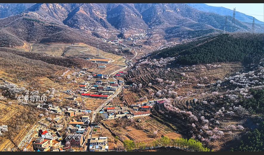 春风拂过，大连金普新区大黑山北麓的阁条沟，已悄然化作一片花的海洋。正值四月芳菲，