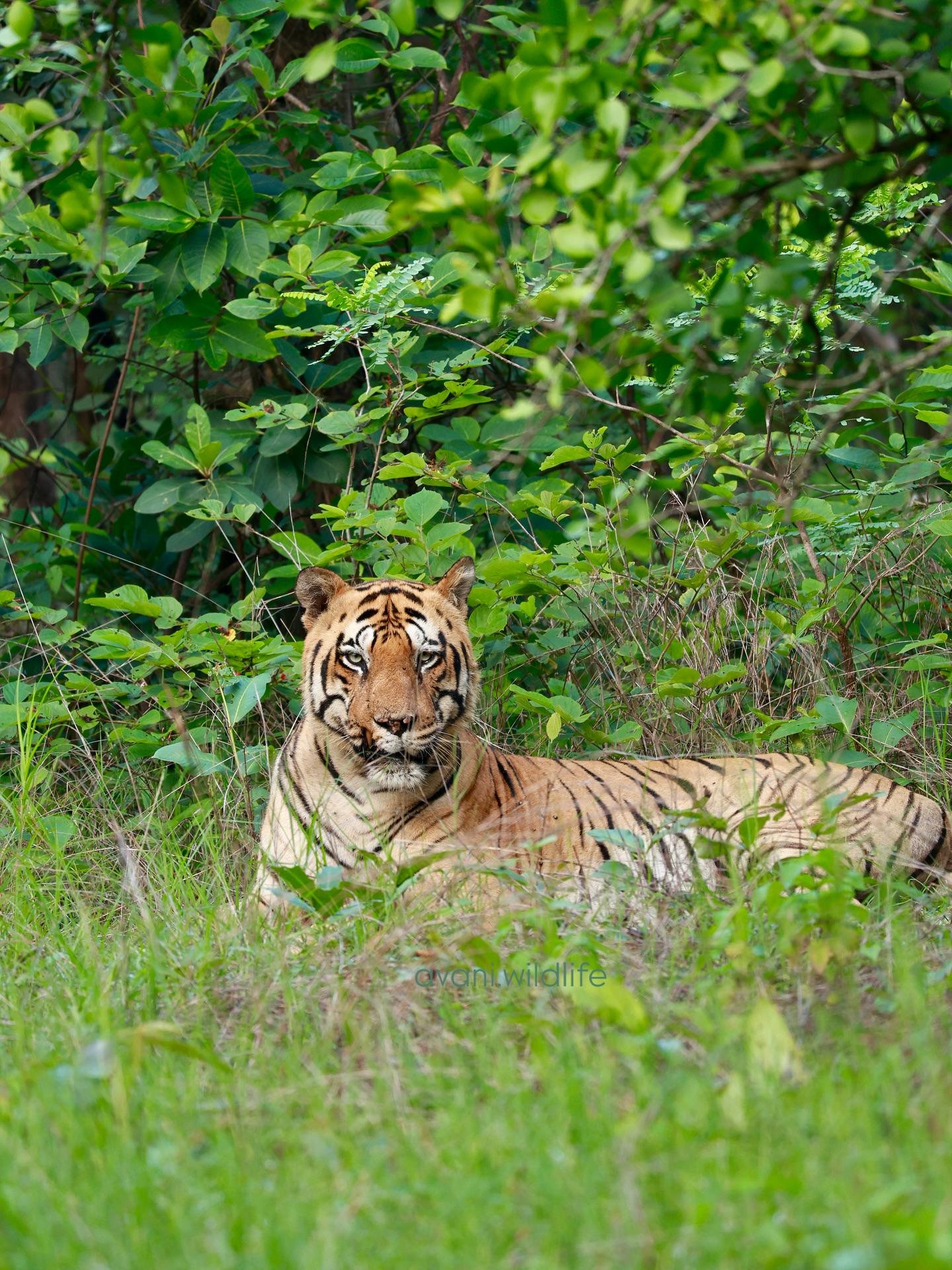 【塔多巴】拍摄于2025年8月12日，雄虎t126“小马塔卡”(Cho...
