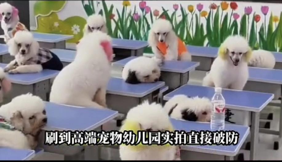 活的不如一条狗，终于照进了现实。
现在有很多地方都办起了宠物幼儿园。幼儿园的还有