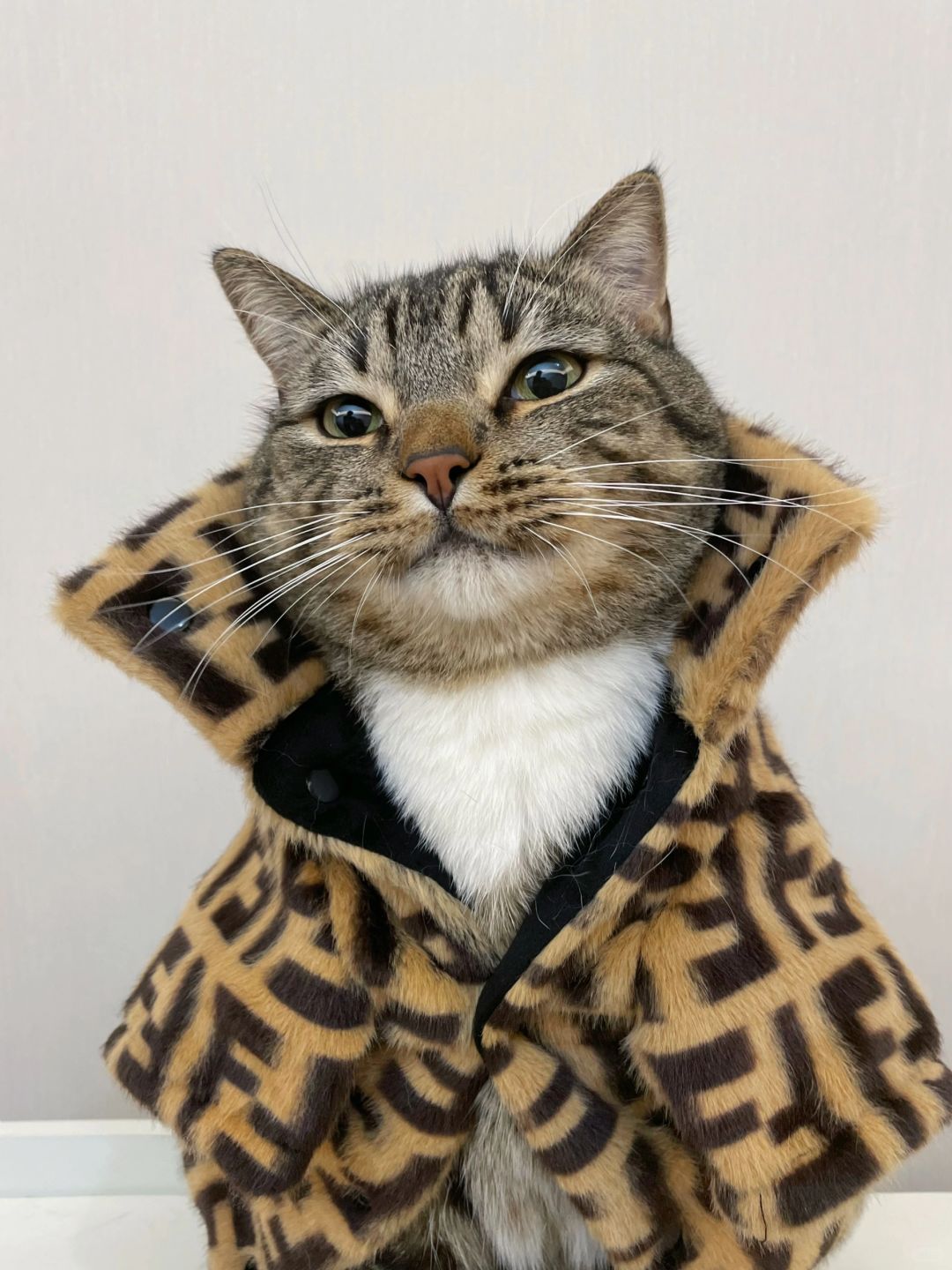 小猫我这样，可以做ee的心上猫吗？