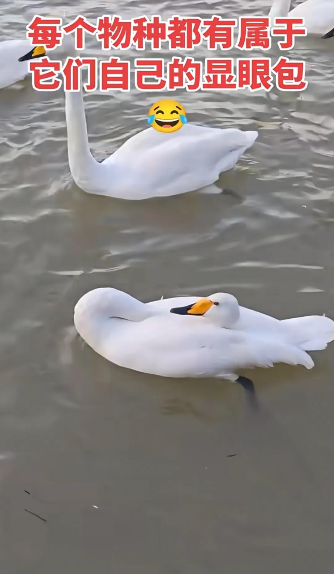 每个动物都有属于自己的显眼包～