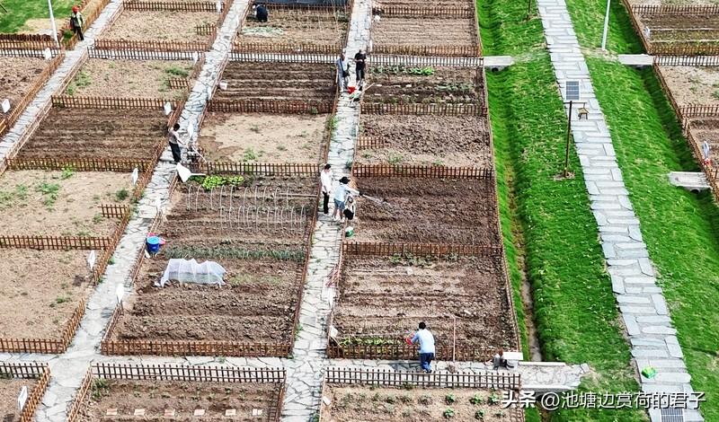 济南共享菜园走红：出租率超90% 济南共享菜园火了，出租率超90%，成了都市人的