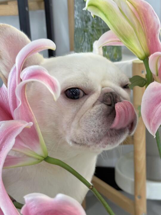 那你说有闻到百合花的香气了吗